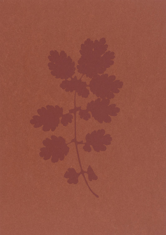 Greater Celandine (Chelidonium majus) ii (A5)