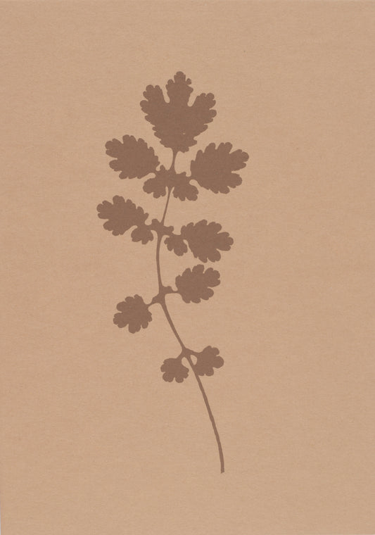 Greater Celandine (Chelidonium majus) i