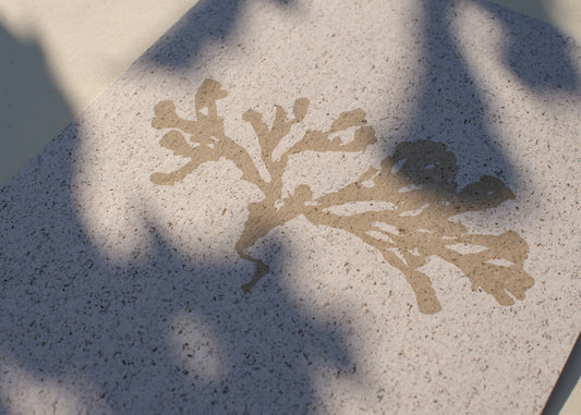 Seaweed on Seaweed IV