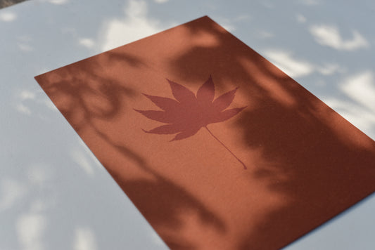 Japanese Maple (Acer)