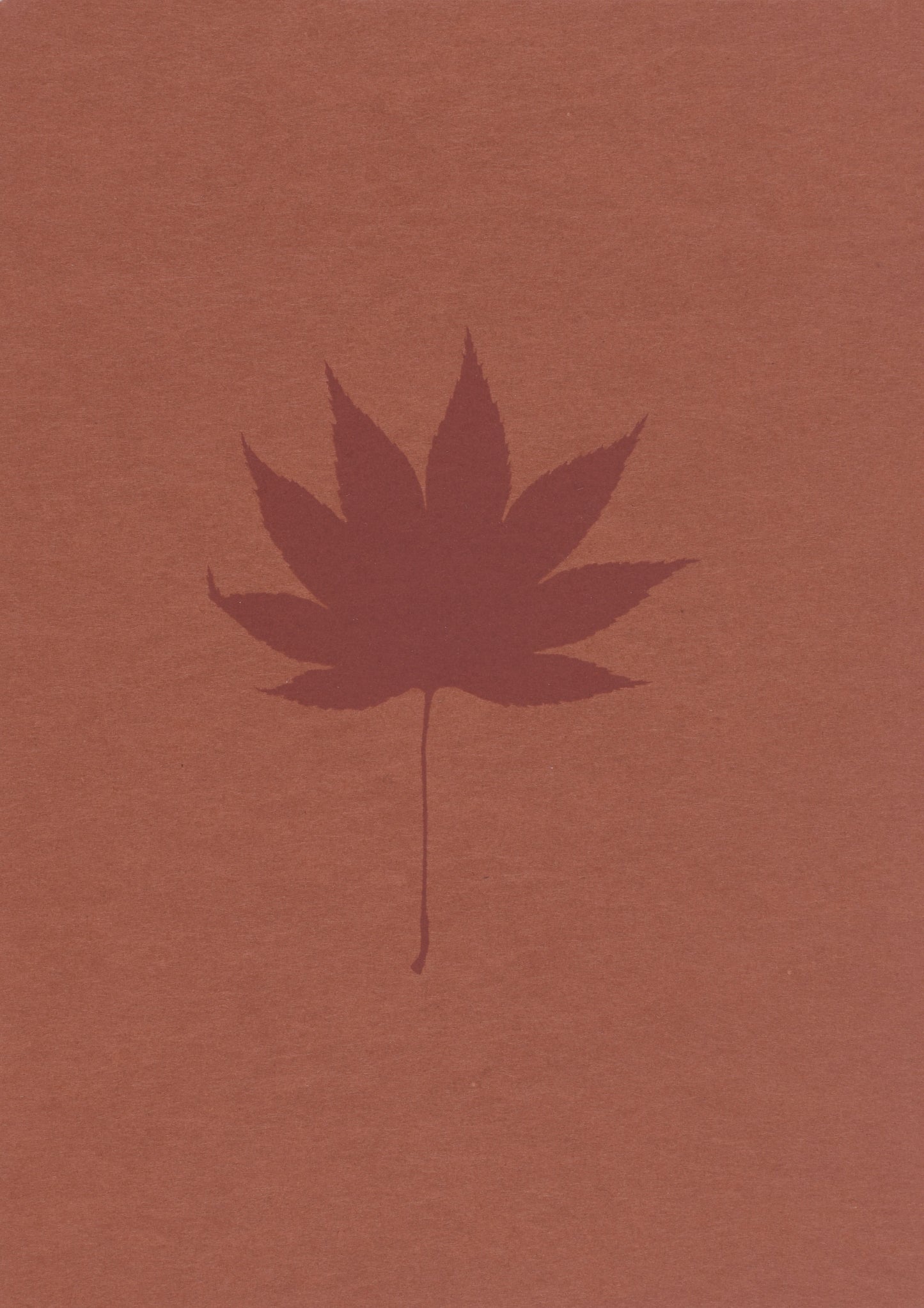 Japanese Maple (Acer)