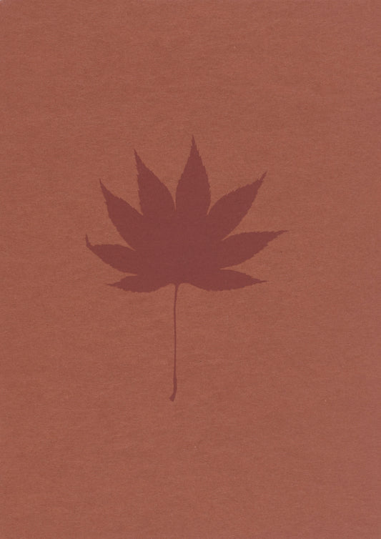 Japanese Maple (Acer)