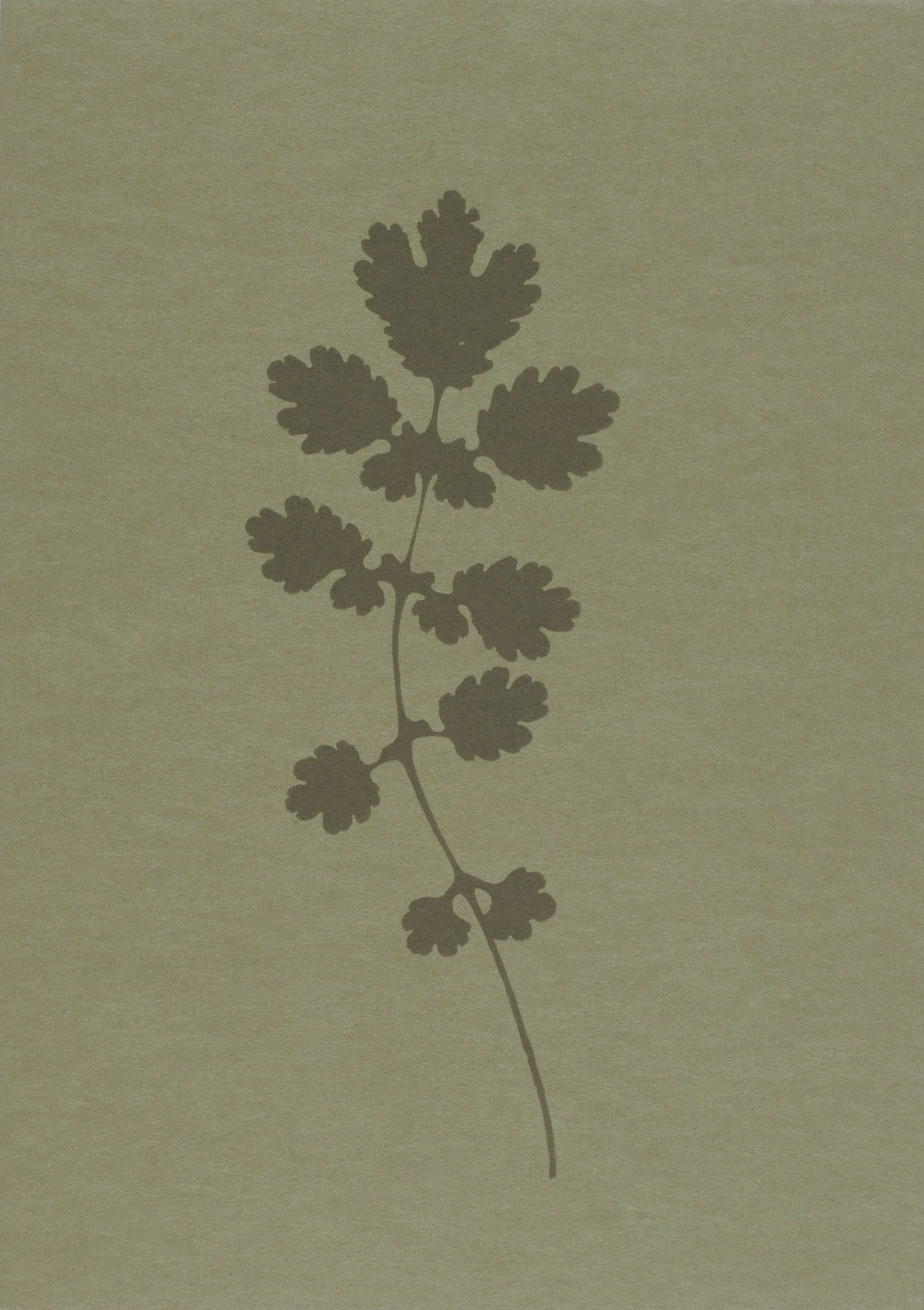 Greater Celandine (Chelidonium majus) i