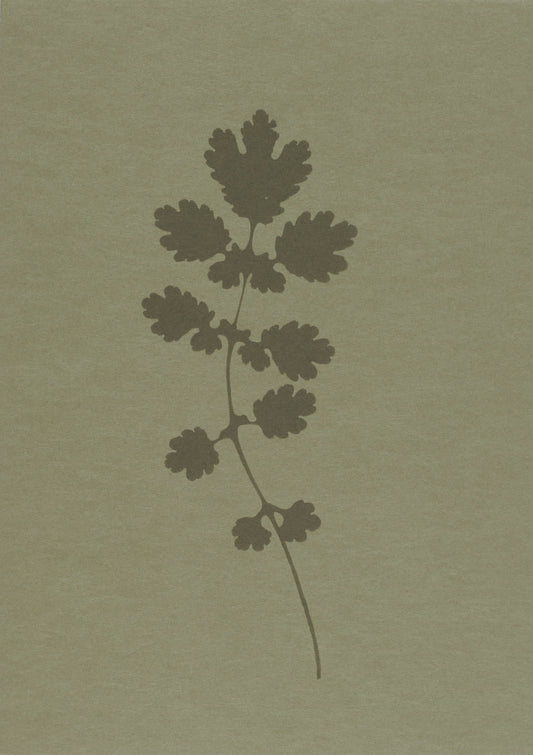 Greater Celandine (Chelidonium majus) i