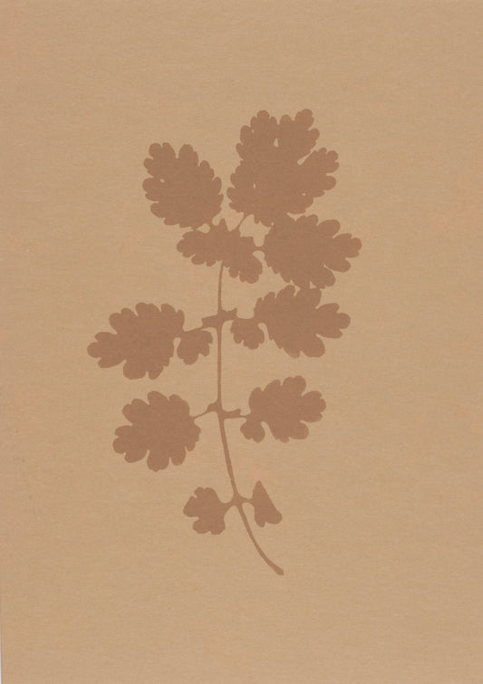 Greater Celandine (Chelidonium majus) ii (A5)