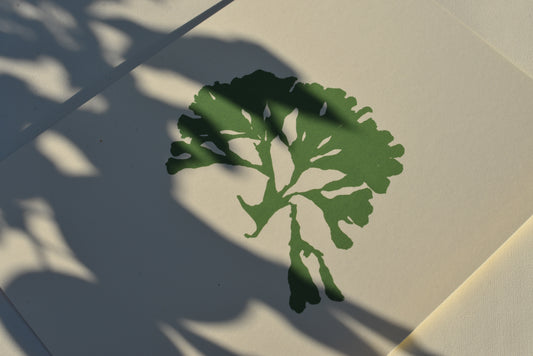 Seaweed i