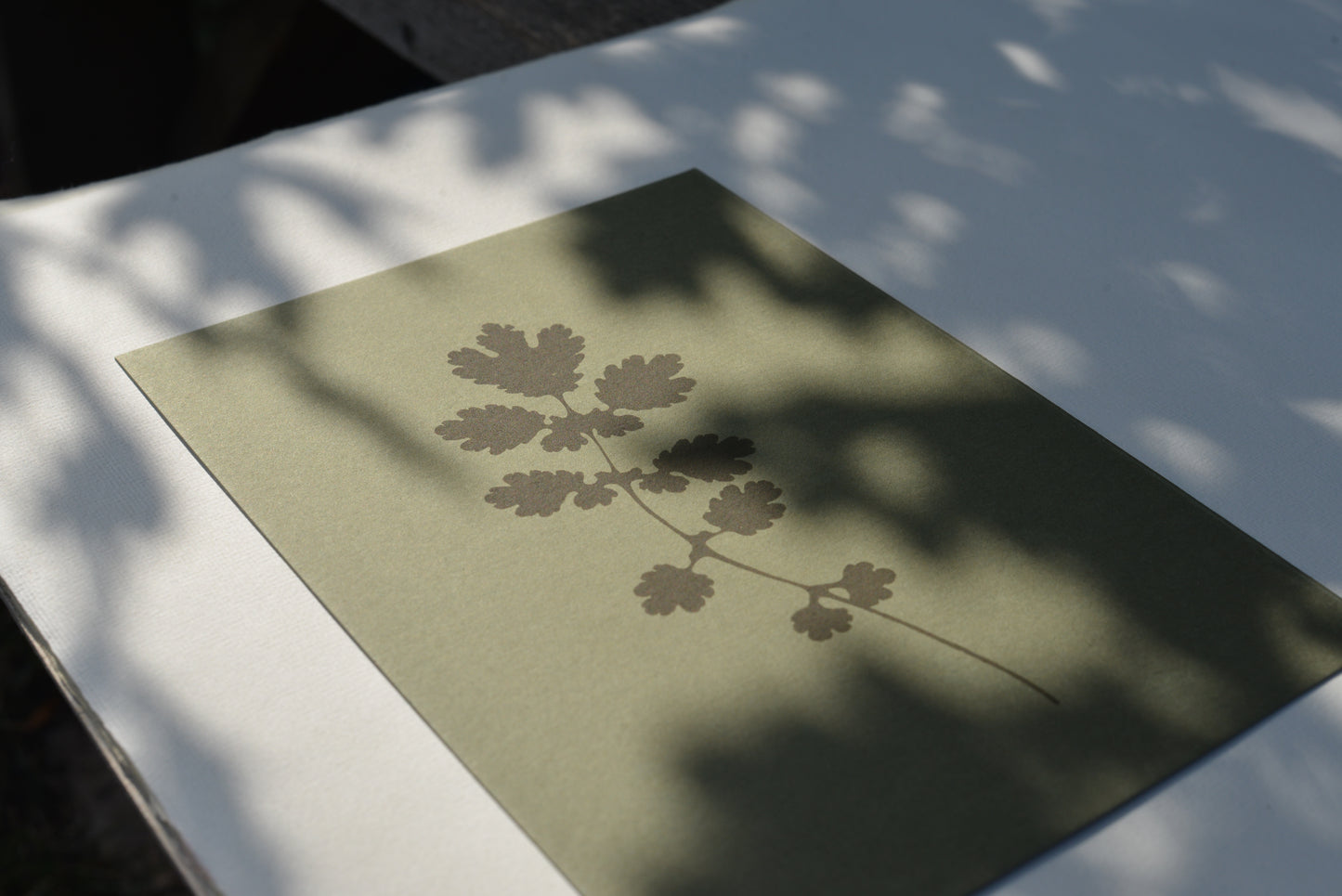 Greater Celandine (Chelidonium majus) i