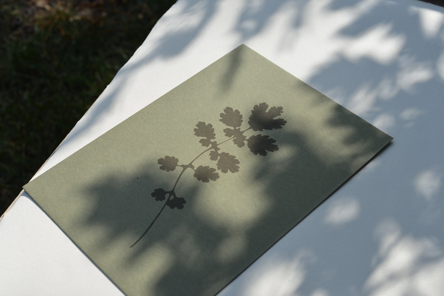 Greater Celandine (Chelidonium majus) i