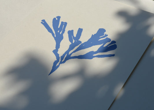 Seaweed IV
