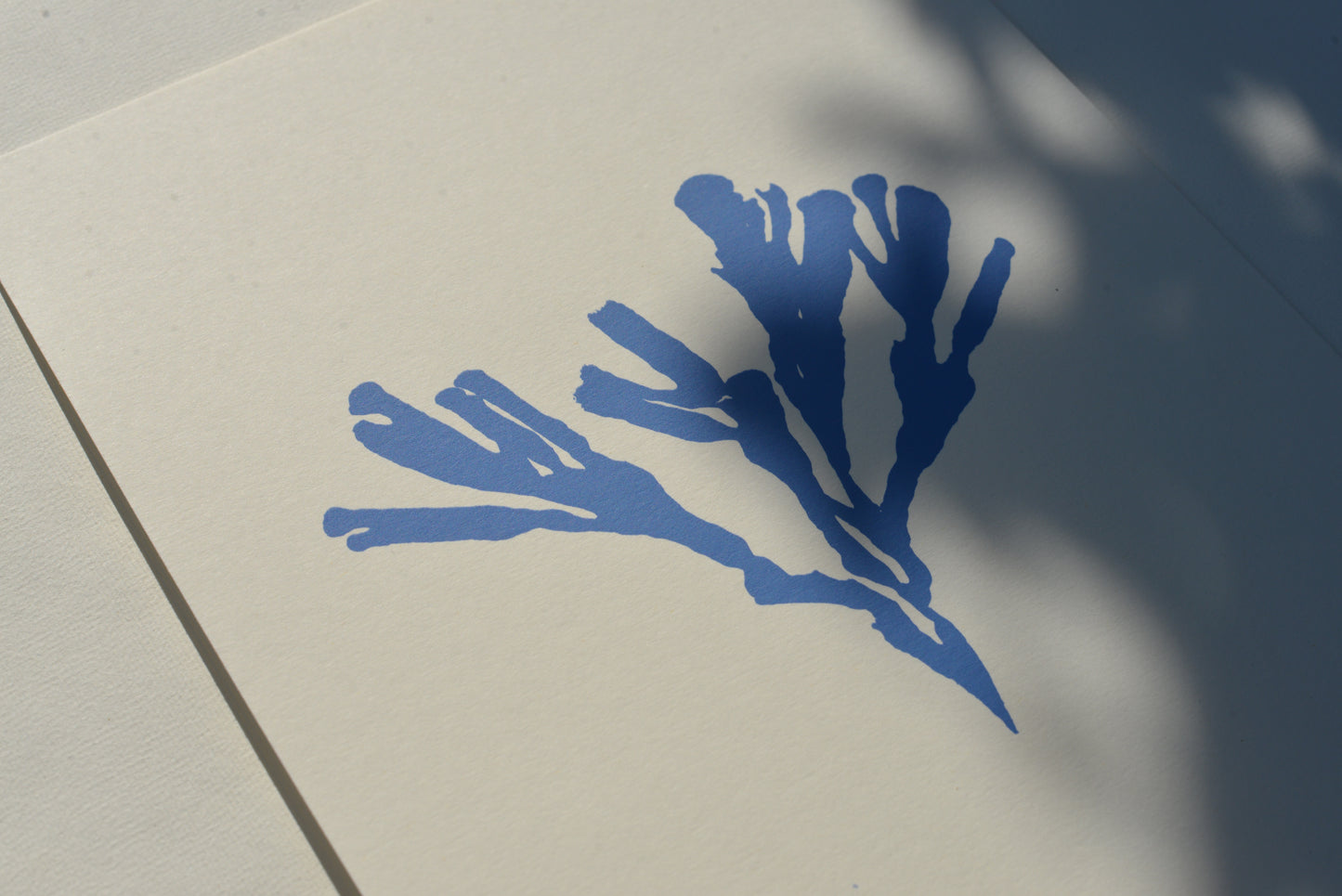 Seaweed IV