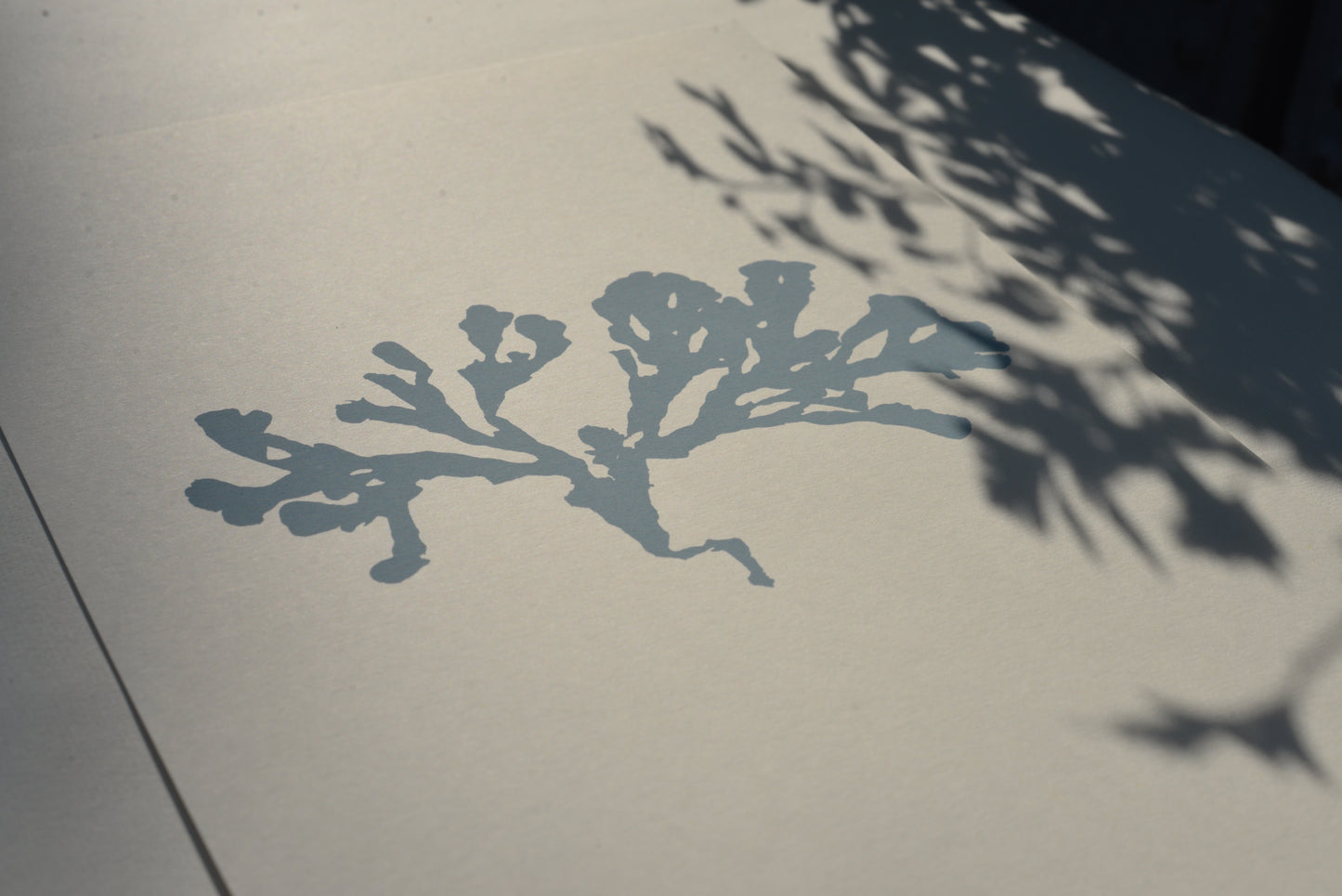 Seaweed ii