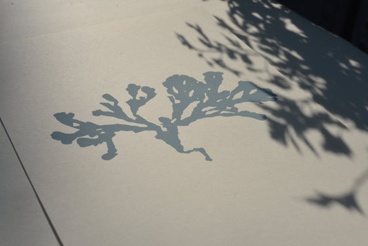 Seaweed ii