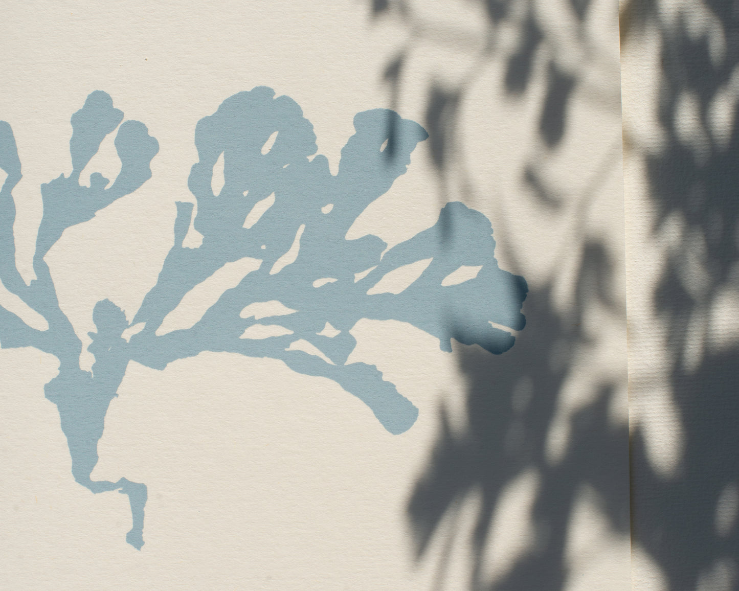 Seaweed ii