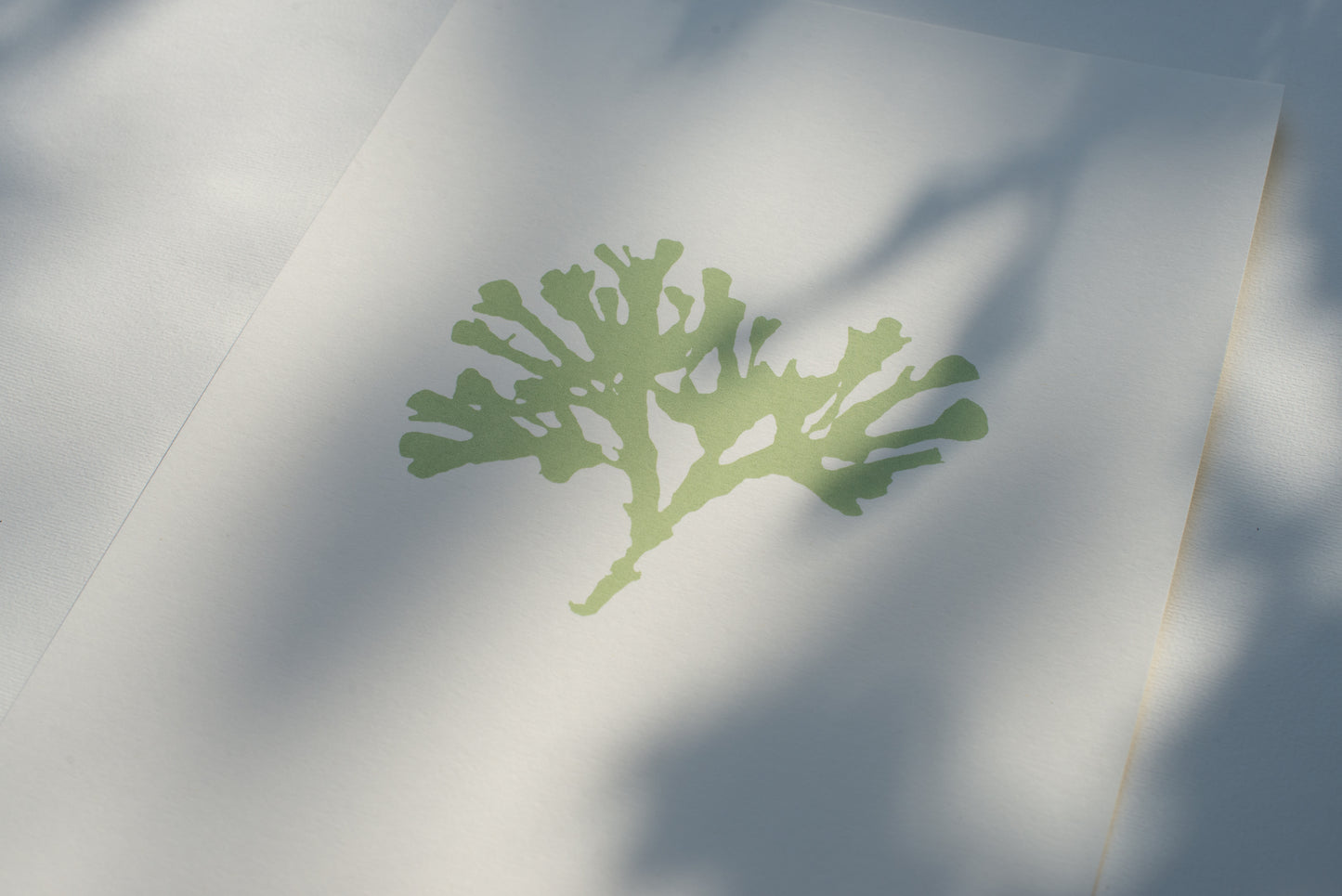 Seaweed V