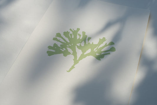 Seaweed V