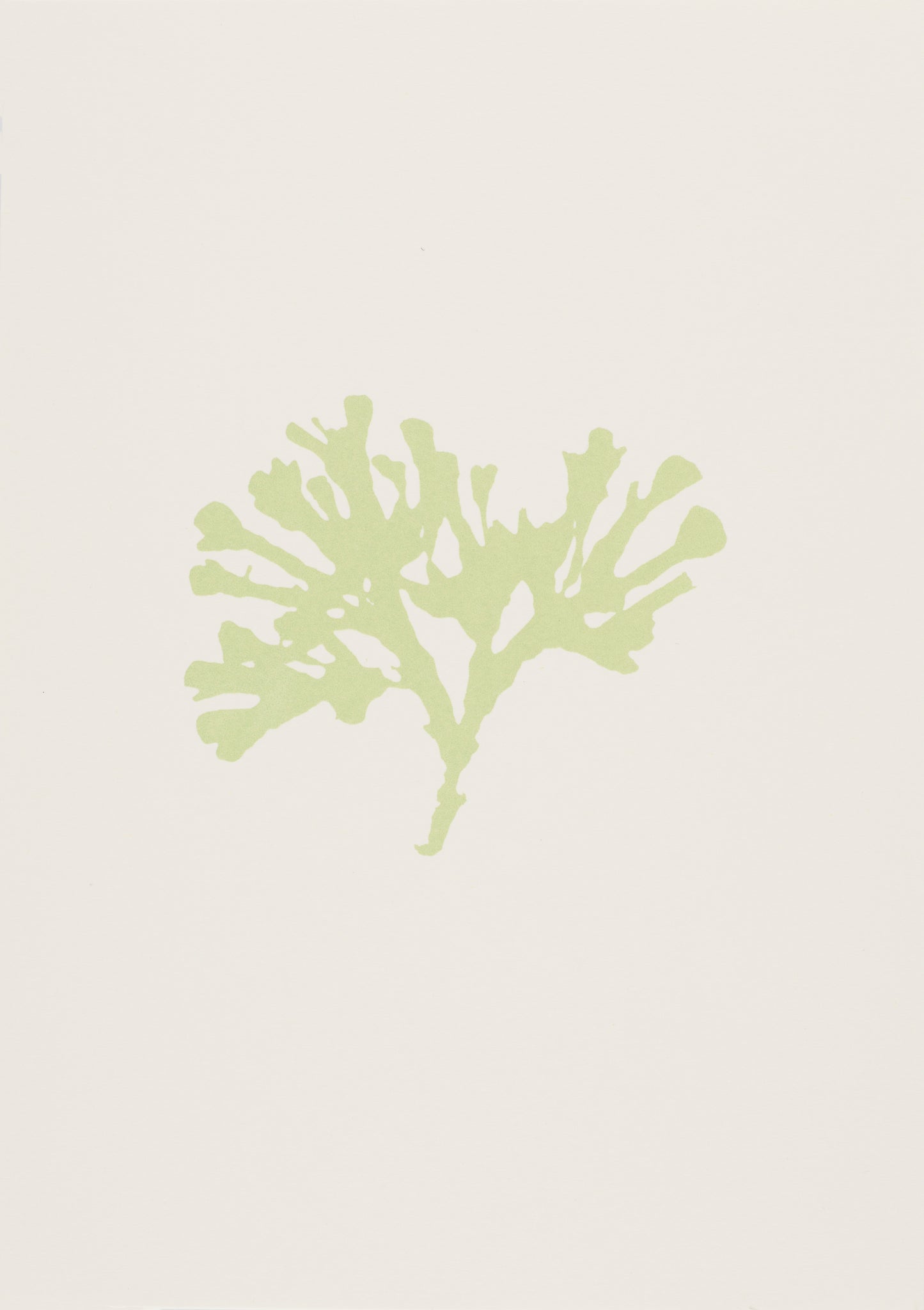 Seaweed V