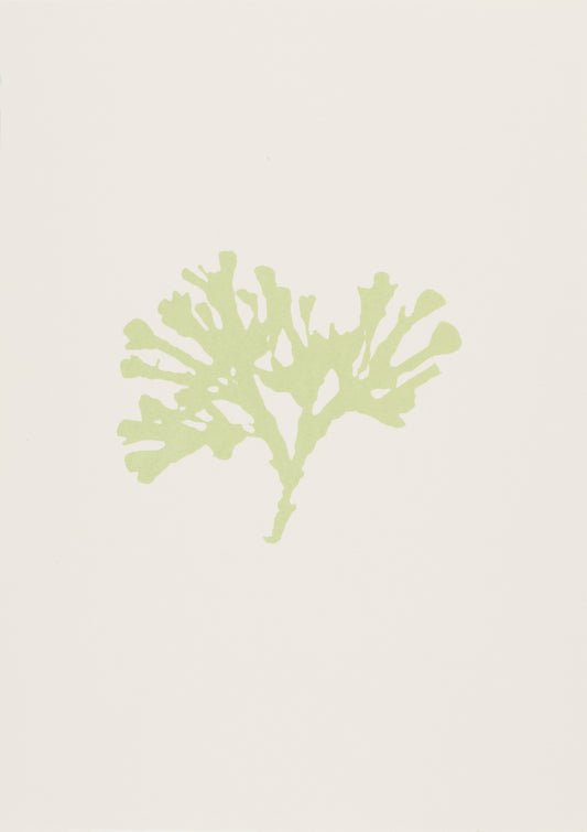 Seaweed V
