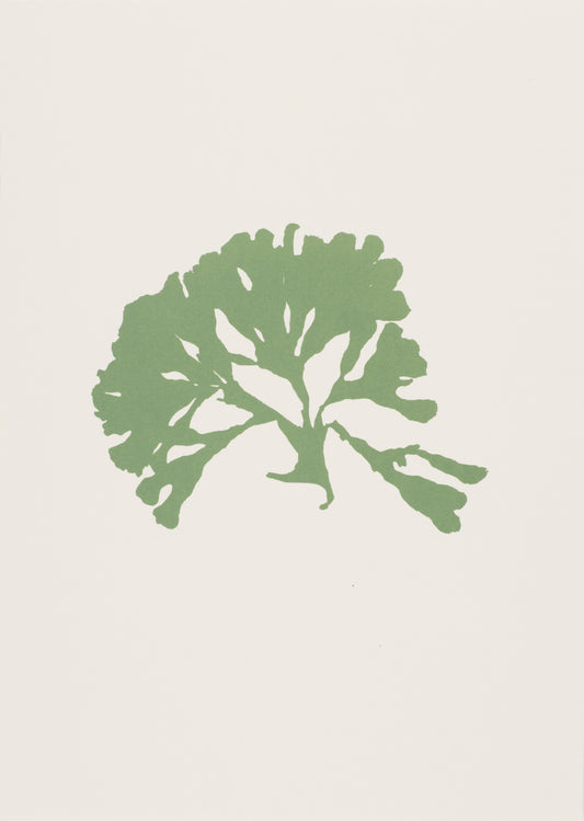 Seaweed i