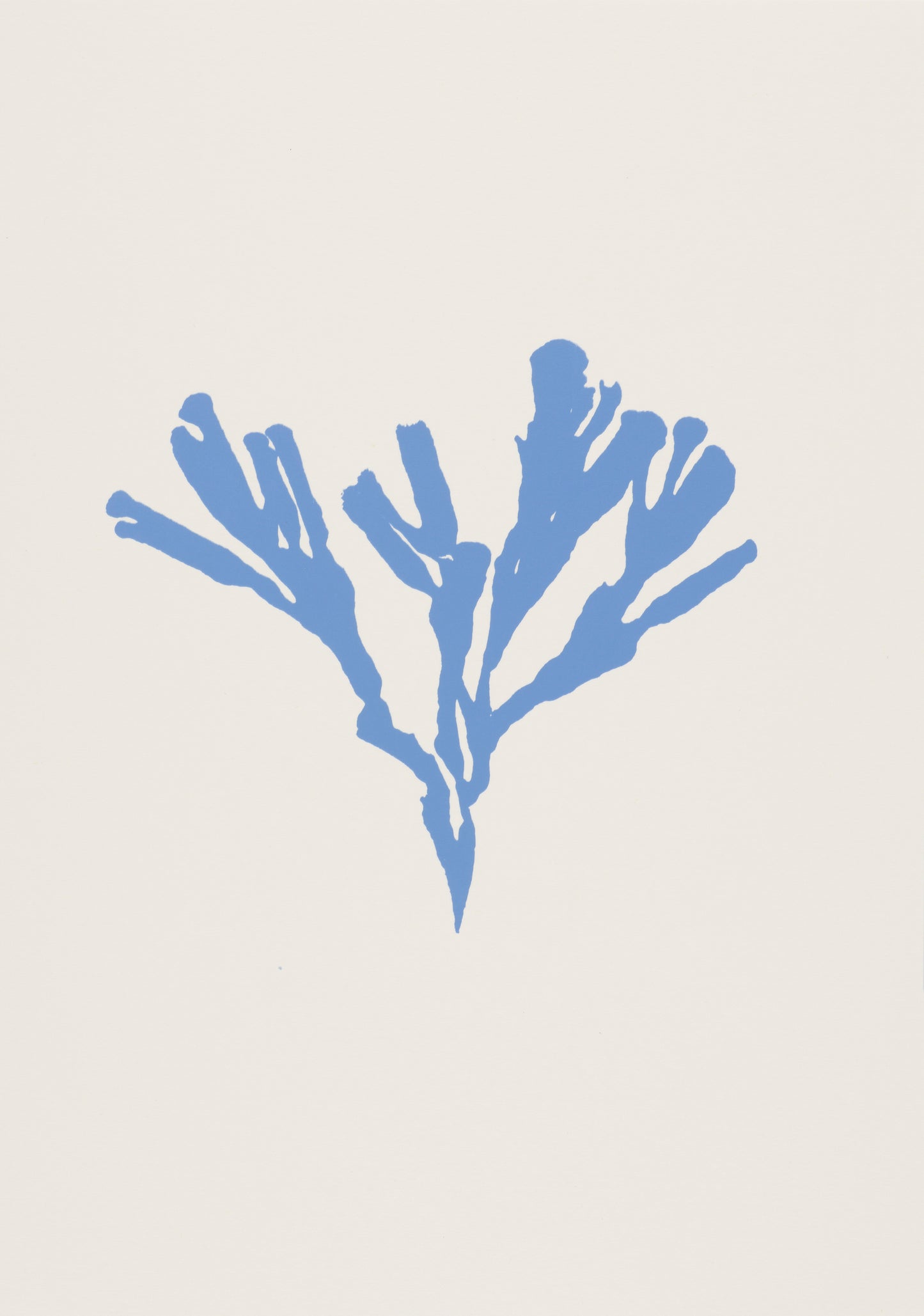 Seaweed IV