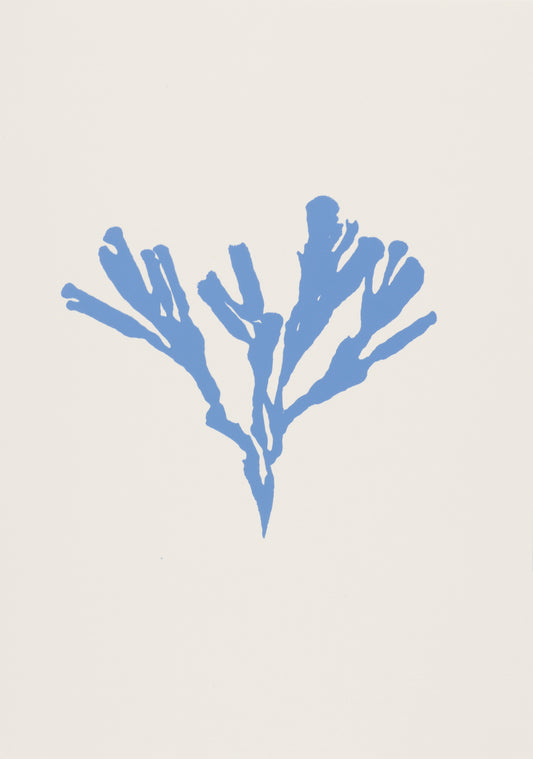 Seaweed IV