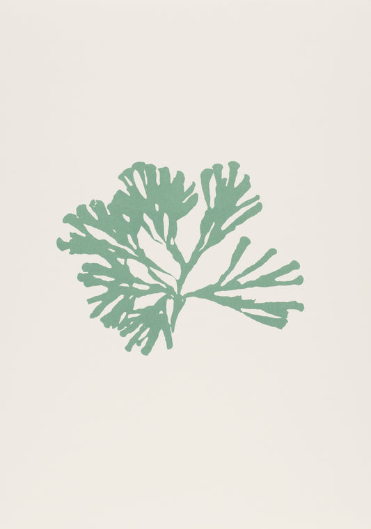 Seaweed iii (A3)