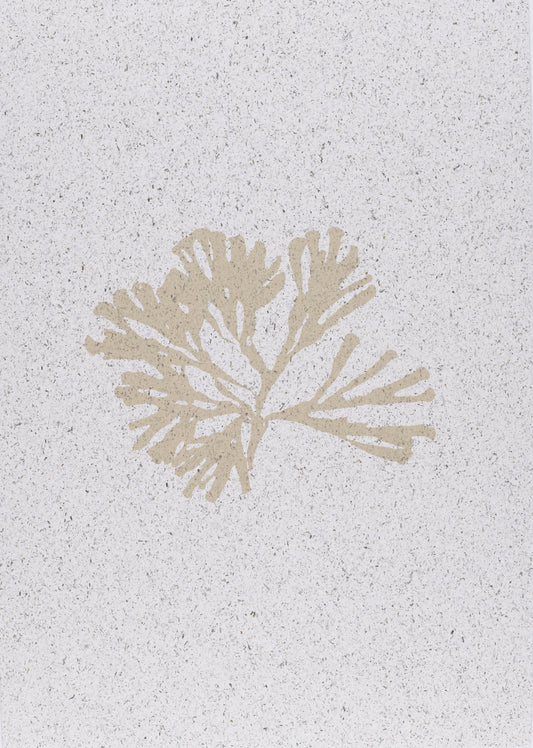 Seaweed on Seaweed ii (A3)