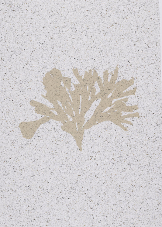Seaweed on Seaweed iii