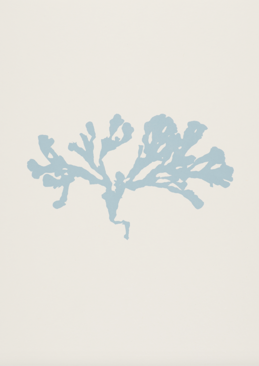 Seaweed ii