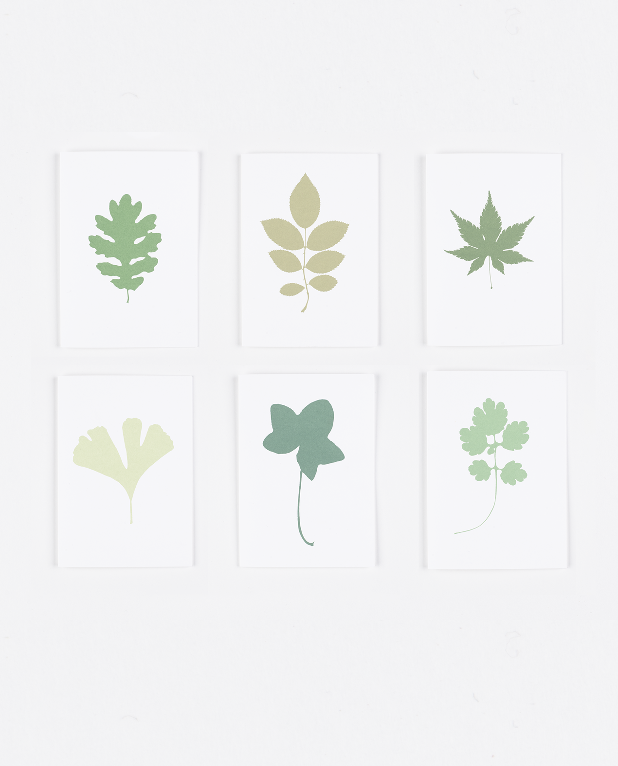 The Botanical Leaf Collection - Six Screenprinted Greetings Cards